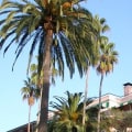 The Sultan of Brunei and the Beverly Hills Hotel: A Boycott Story